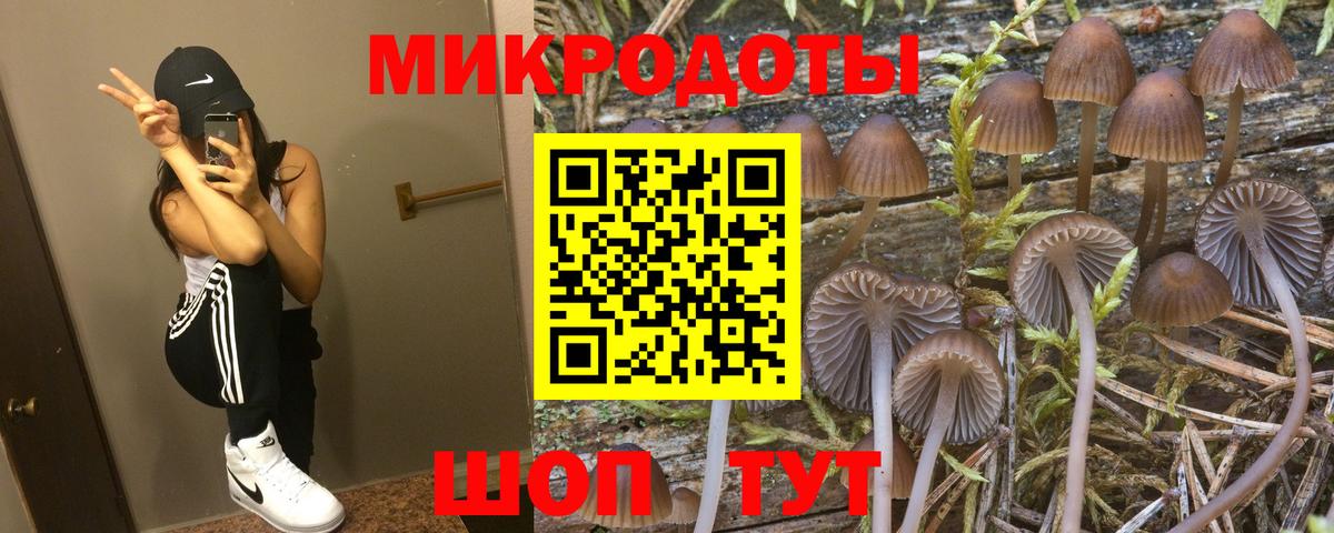 Псилоцибиновые грибы Psilocybe Дальнереченск